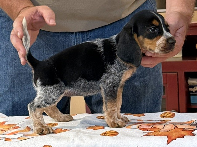 SHEPHERD'S KENTUCKY B.T SUSIE