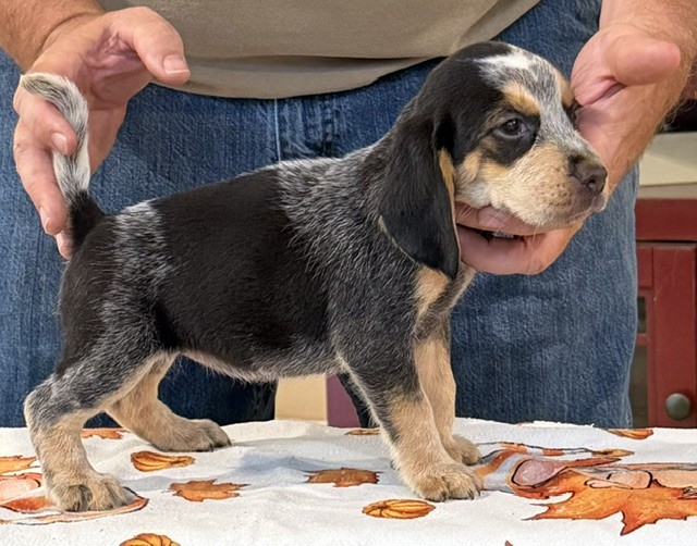 SHEPHERD'S KENTUCKY B.T SASSY