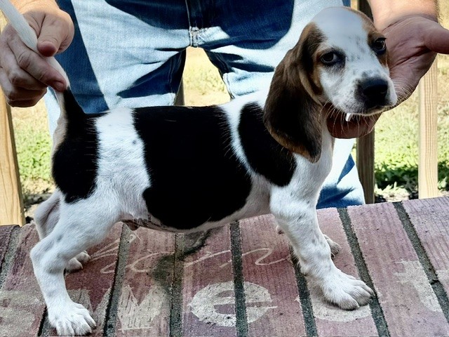 SHEPHERD'S KENTUCKY OLE ROY