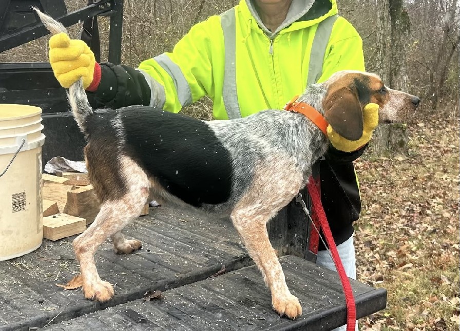 SHEPHERD'S KENTUCKY RANGER