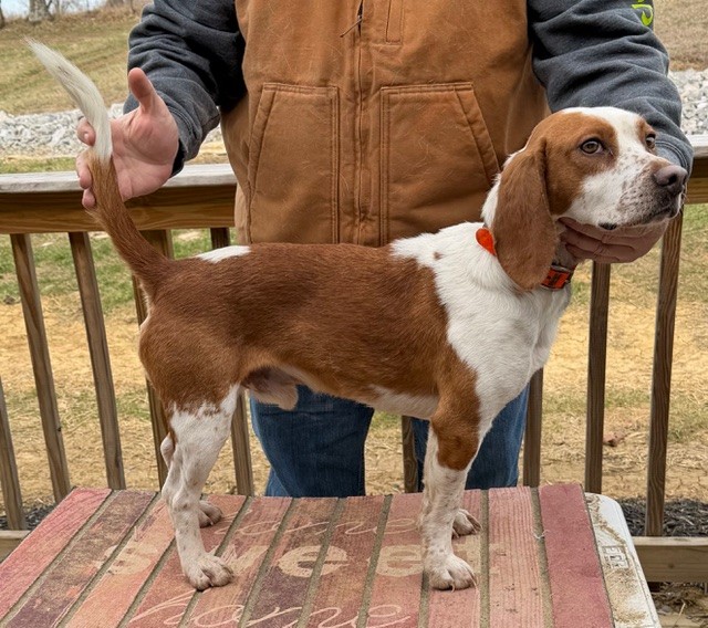 SHEPHERD'S KENTUCKY DEE JAY