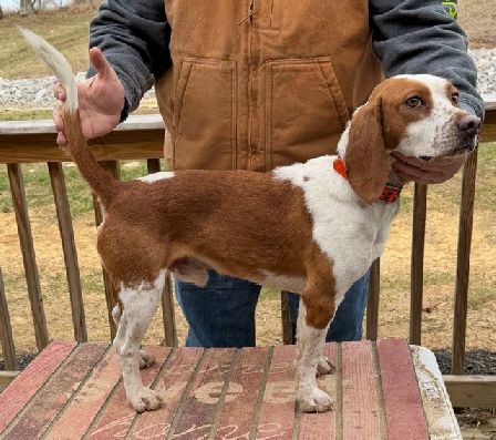 SHEPHERD'S KENTUCKY DEE JAY